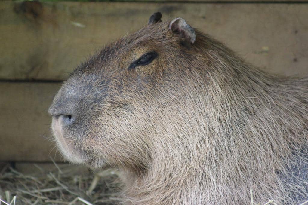 Petting Zoo Fun