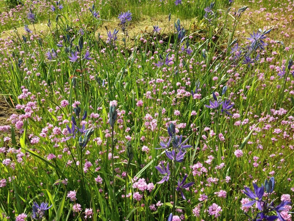 Diverse Ecosystems