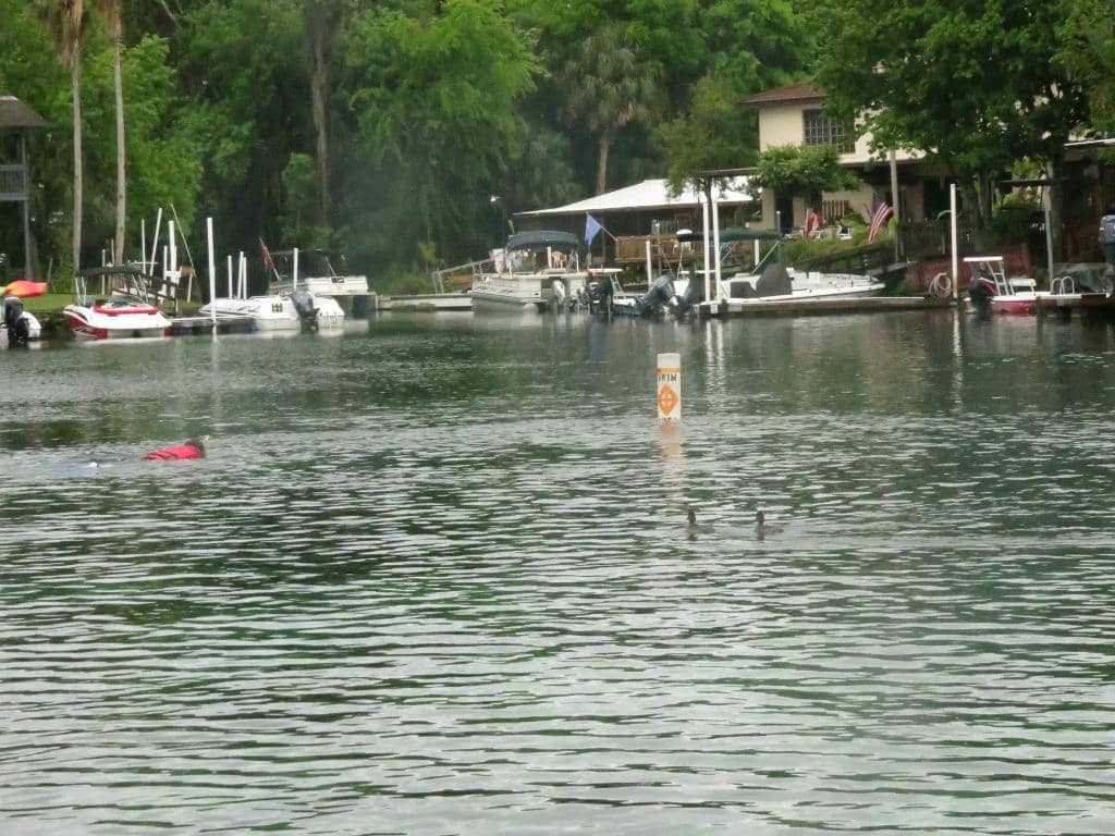 Manatee Encounters