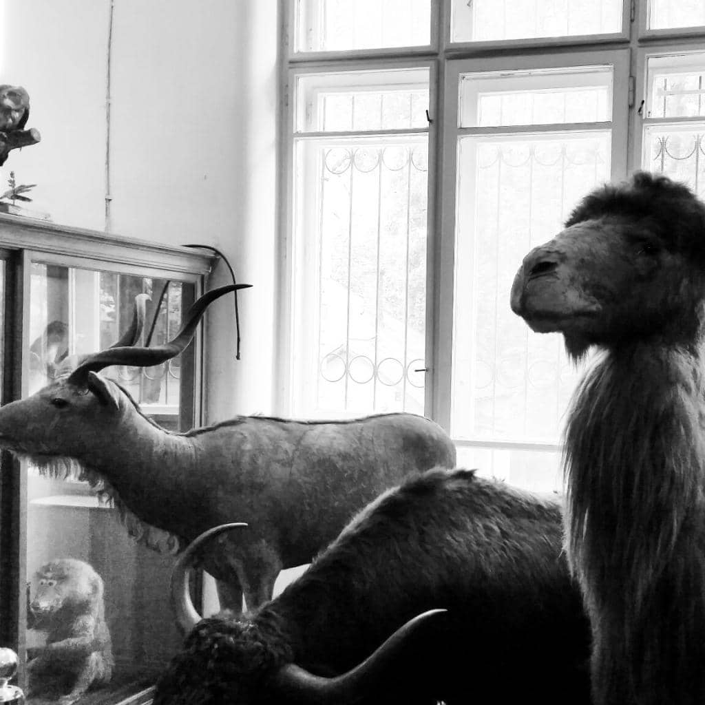 Vast Mammal and Bird Collection