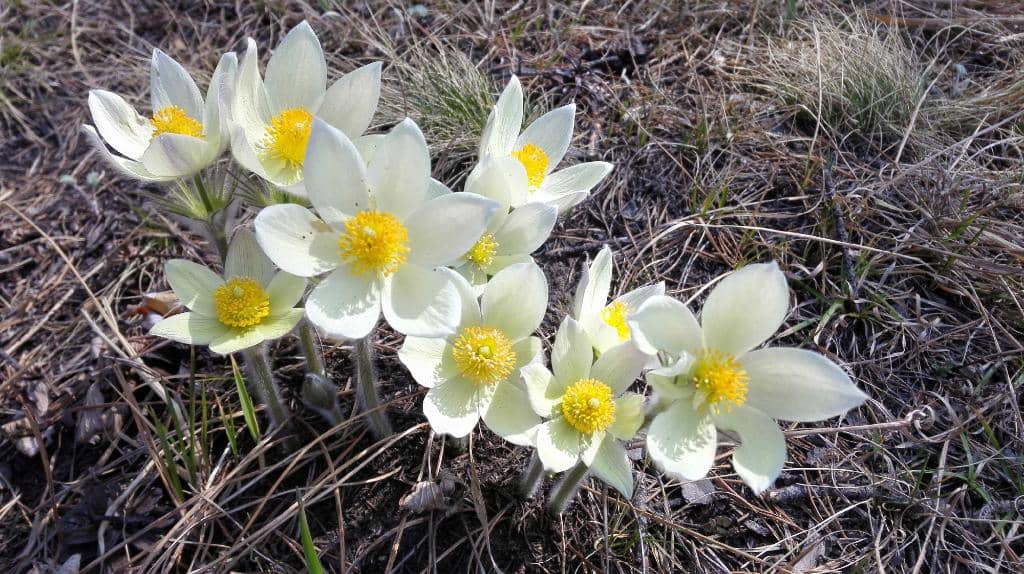 Spring Snowdrop Bloom