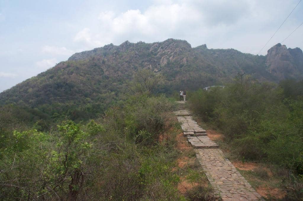Forest Trekking