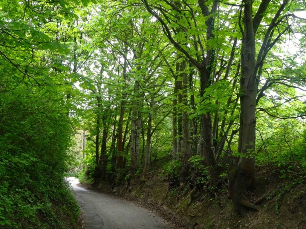 Vienna Wine Hiking Trails