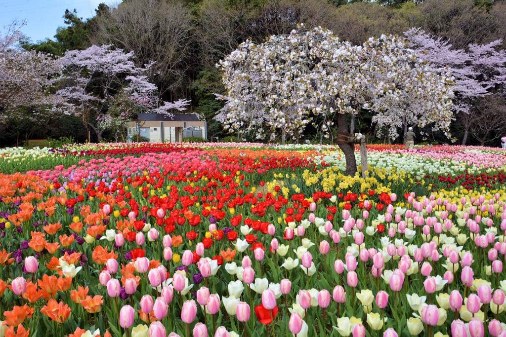 Vibrant Rose Garden