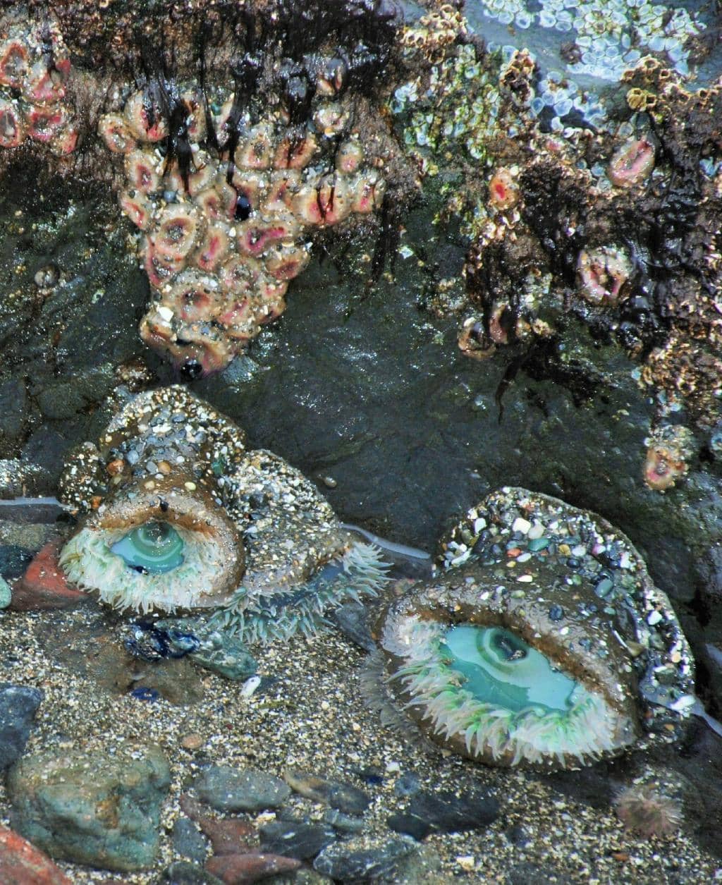 Trinidad Head Lighthouse