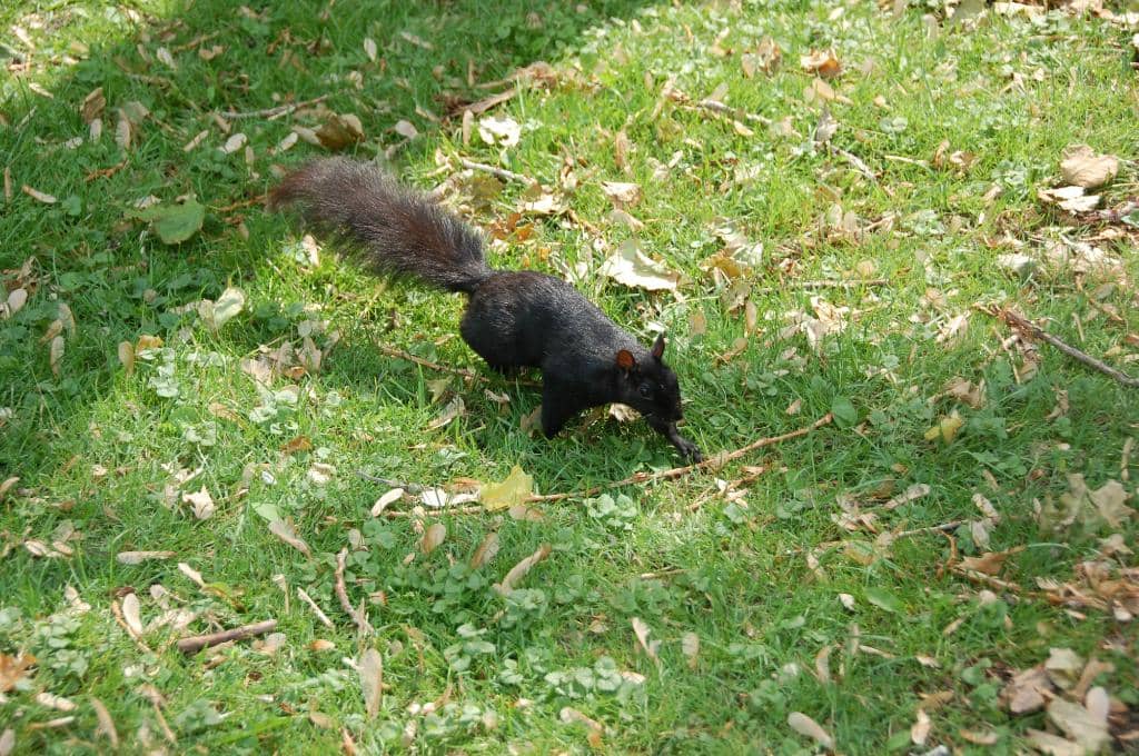 Carousel & Train Rides