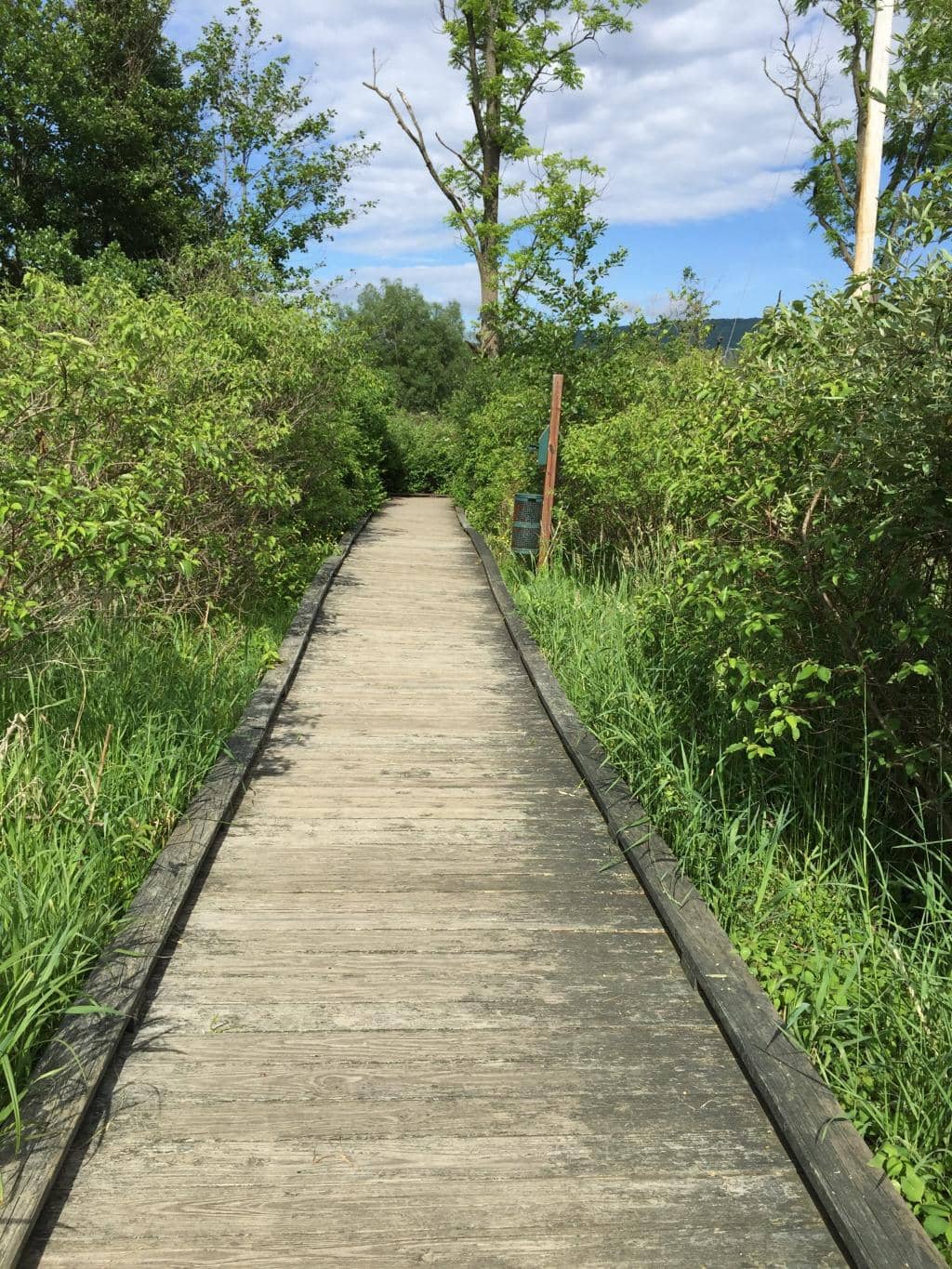 Pollinator Garden