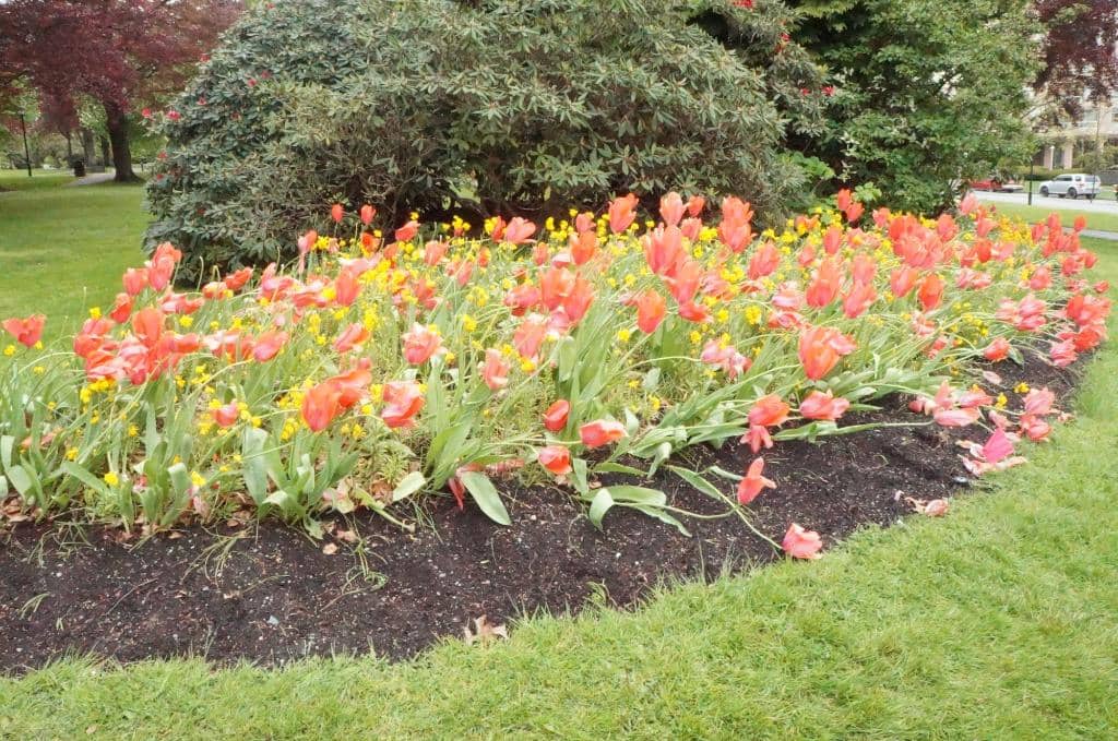 Springtime Blooms
