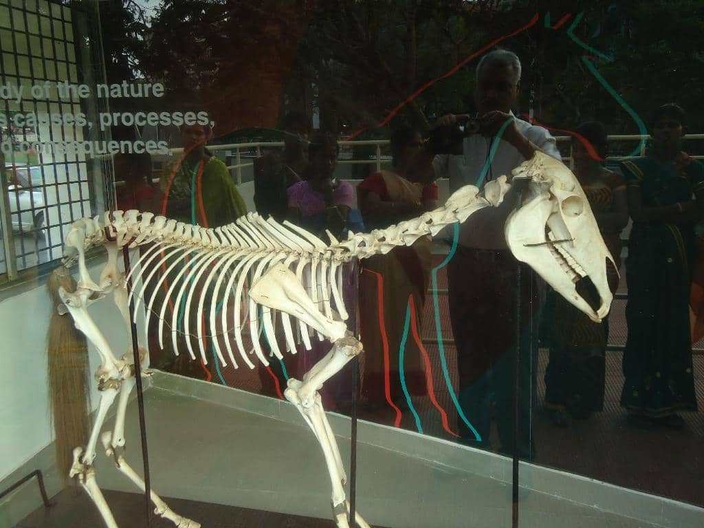 Skeletal Displays