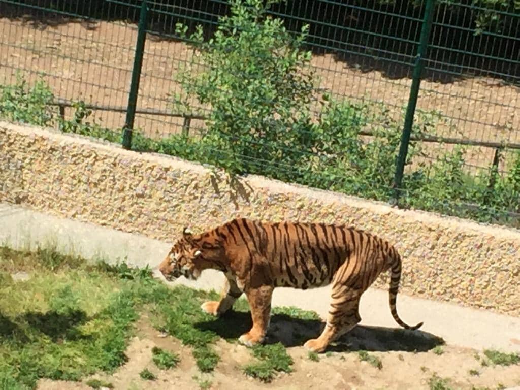 Vibrant Bird Aviaries