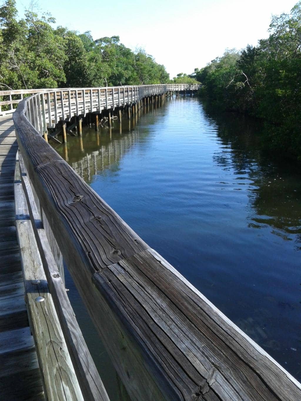 Mangrove Waterways