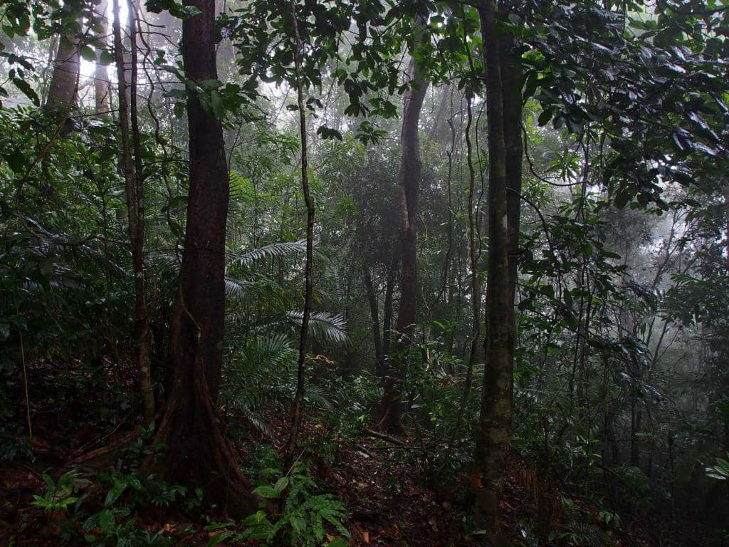 Keralamedu Trekking