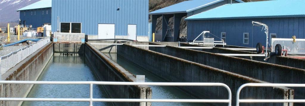 Salmon Spawning Spectacle