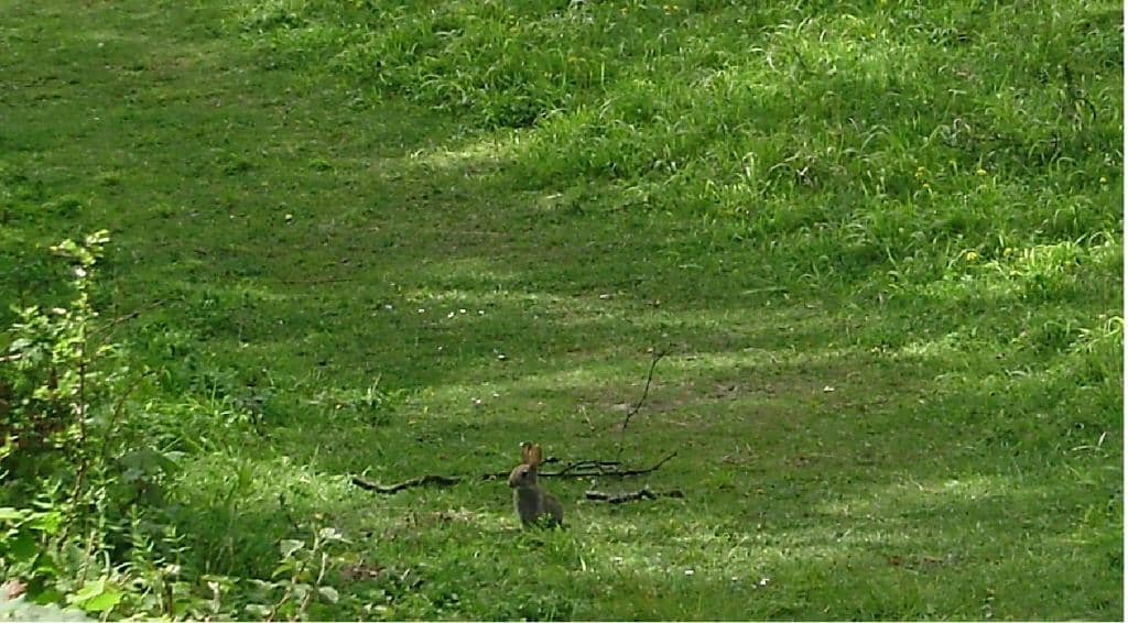 Woodland Trails