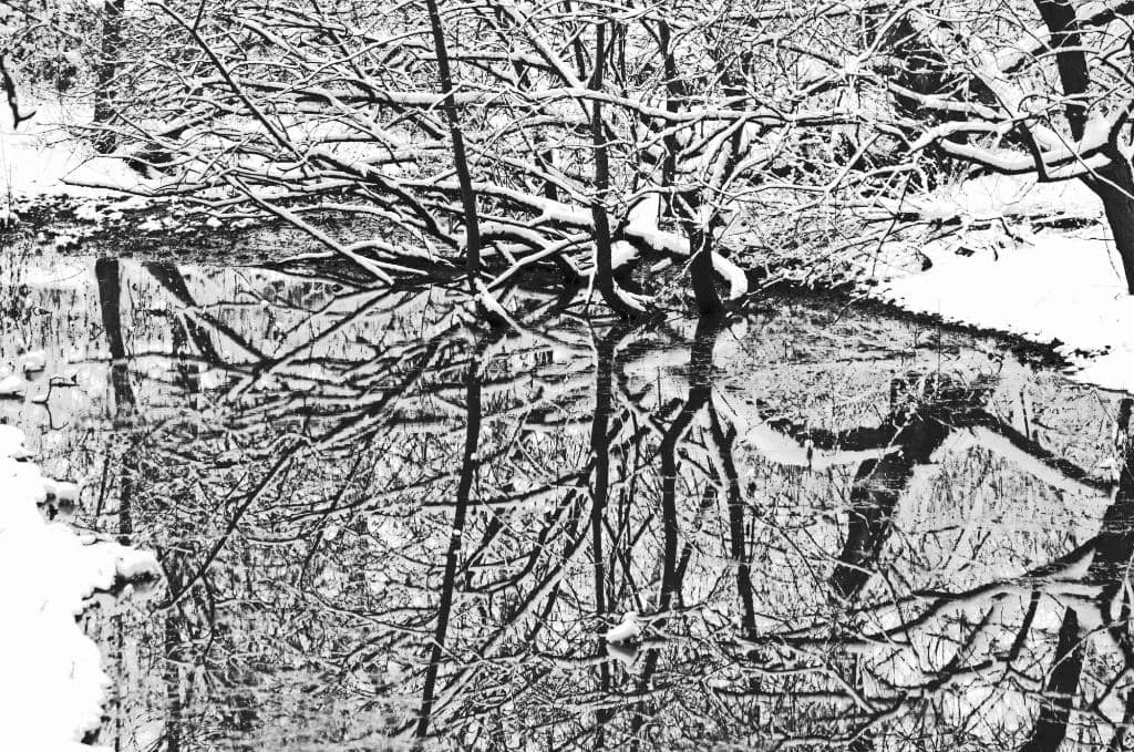 Woodland Walks & Bridges
