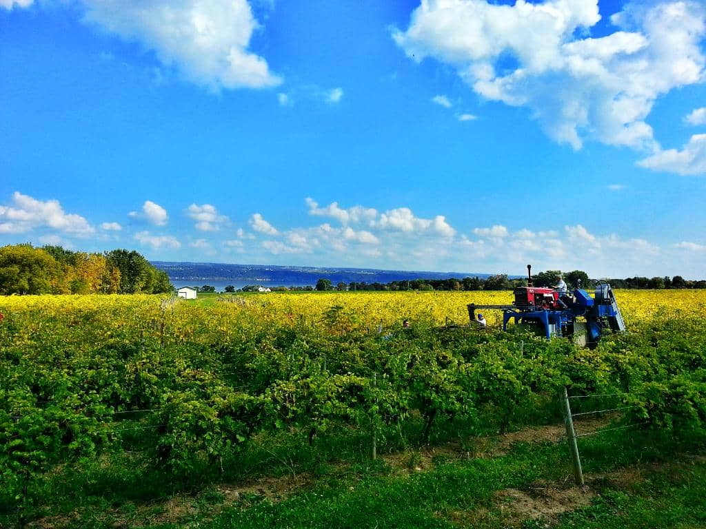 Knapp Winery