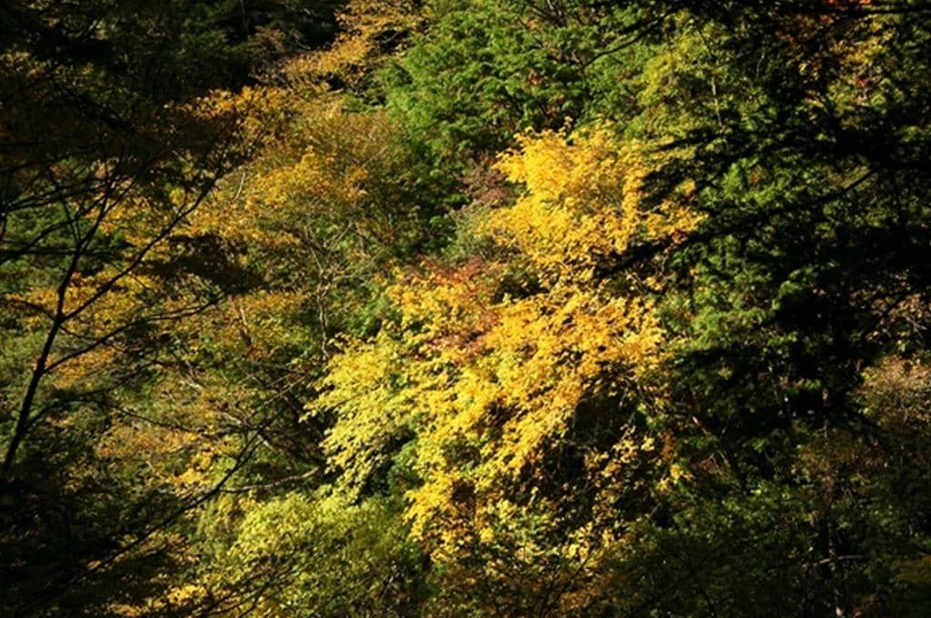 Autumn Foliage