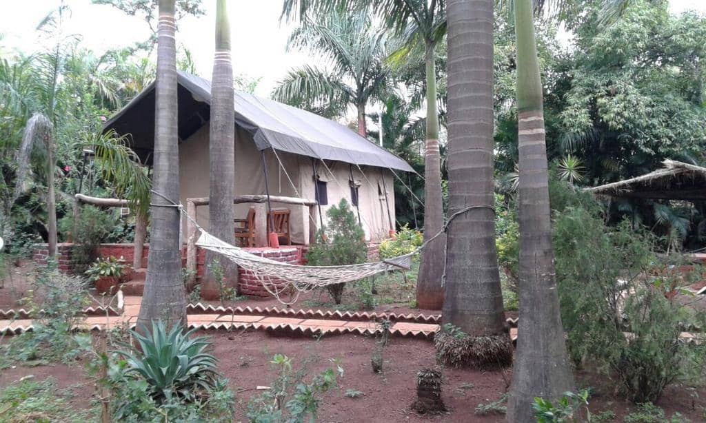 Lush Greenery and Old Trees