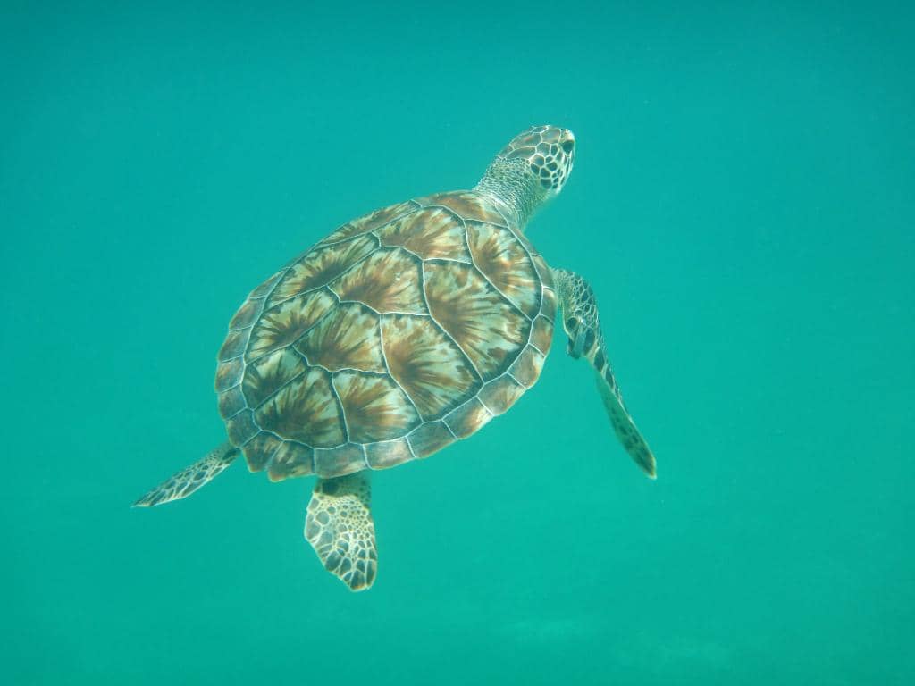 Abundant Marine Life