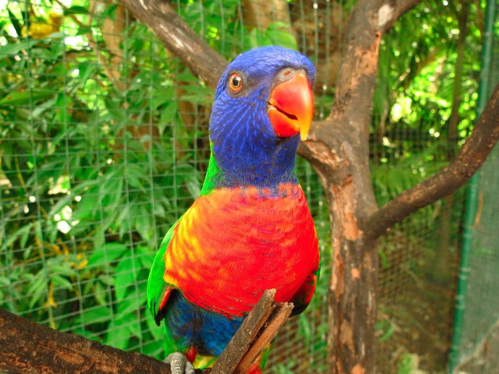 Parrot Encounters