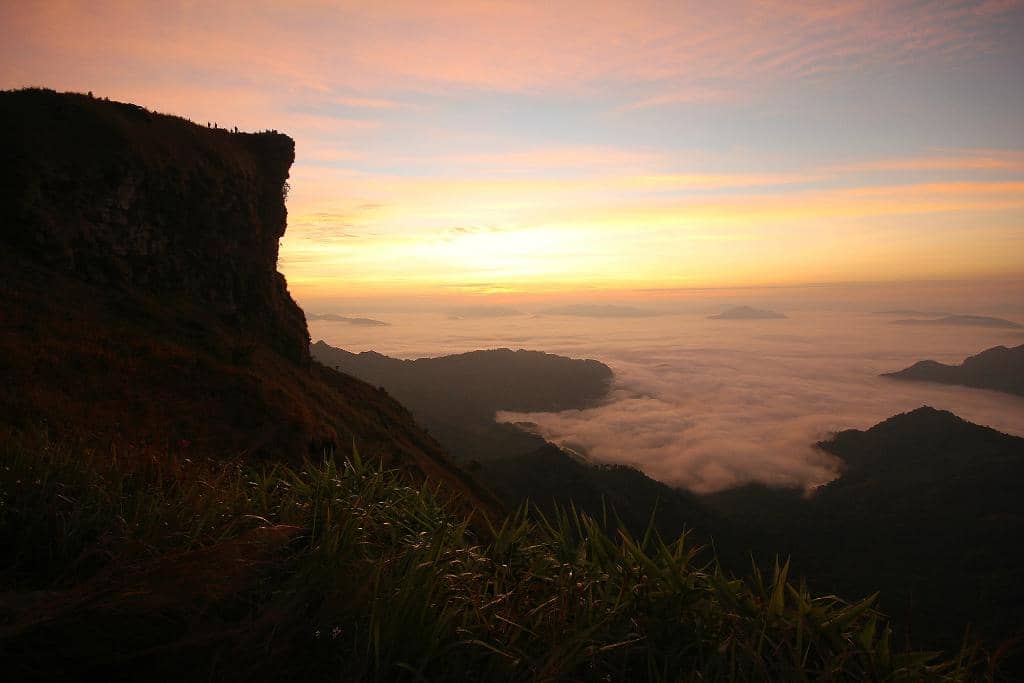 Abundant Blooming Flowers