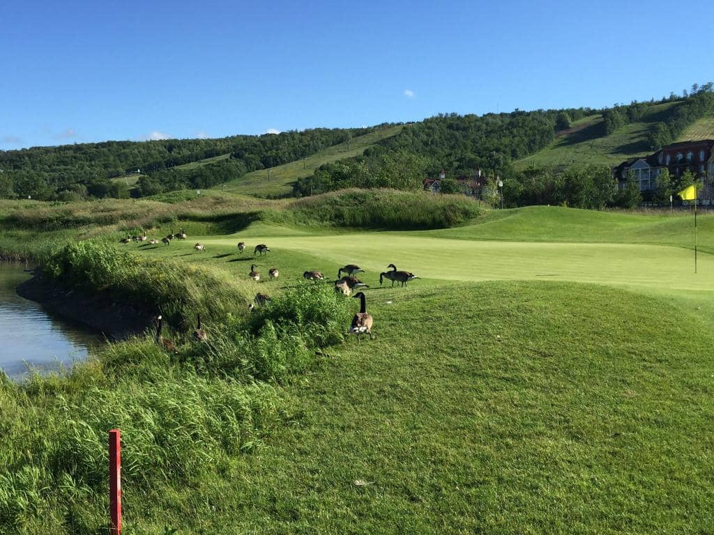 Challenging Fairways