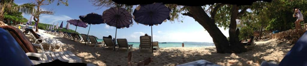 Friendly Roaming Geese