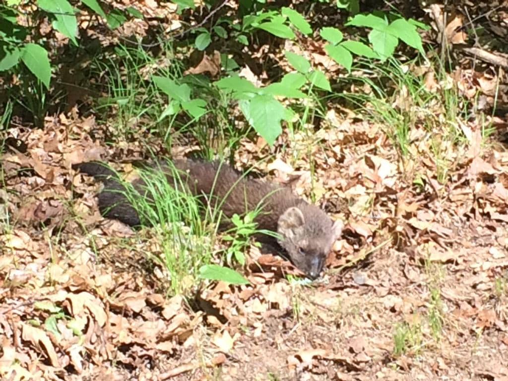 Sandstone Bluffs & Gorge