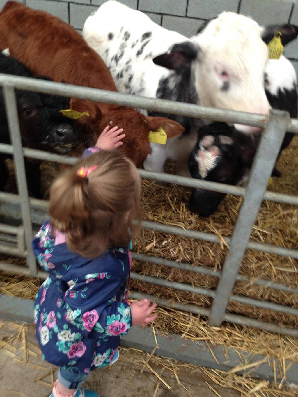 Tractor Rides