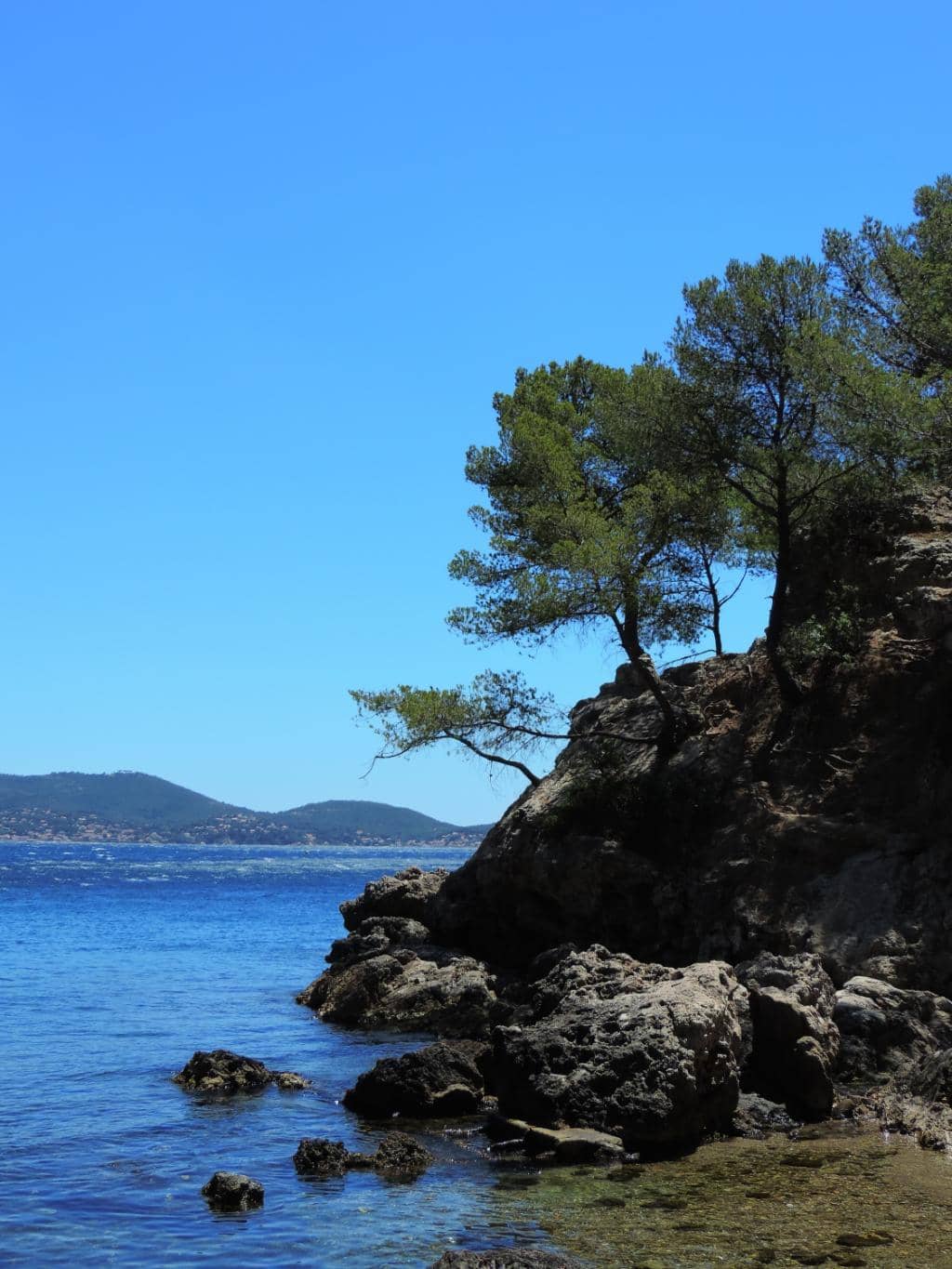 Cliff and Pine Tree Scenery