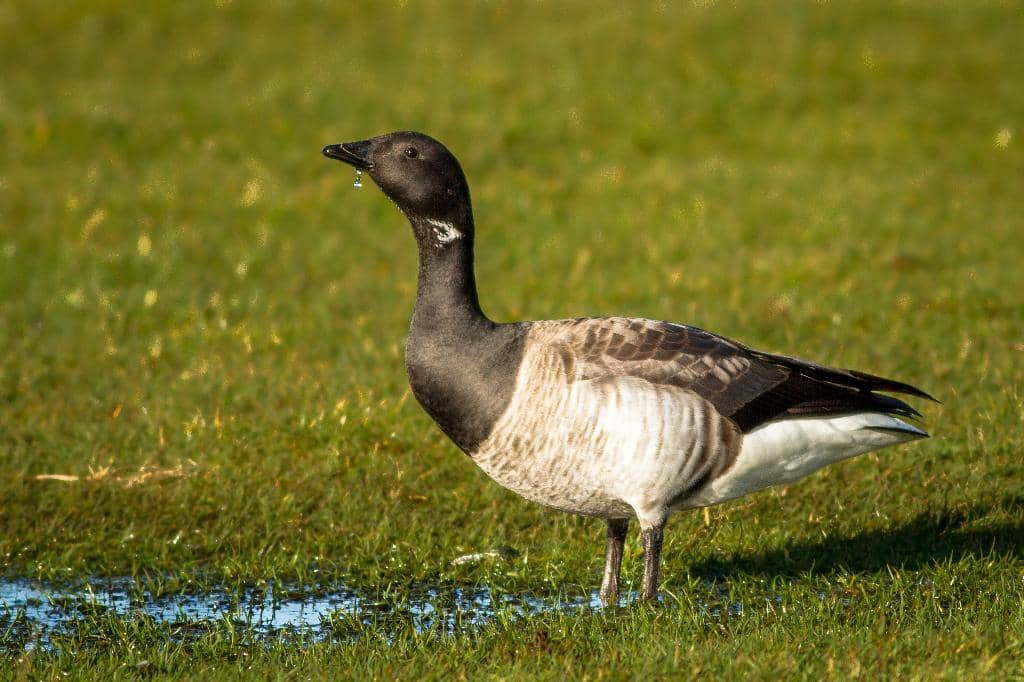 Quentin Blake 'Drawn to Water' Exhibition