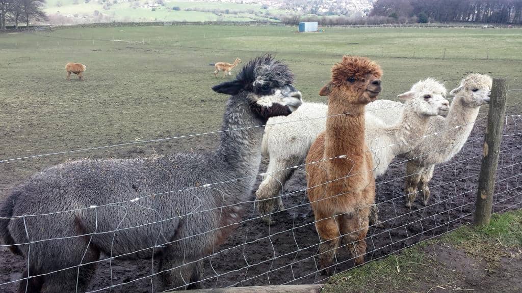 Diverse Animal Encounters