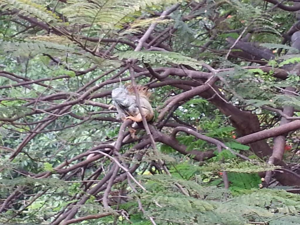 Local Artisanal Goods