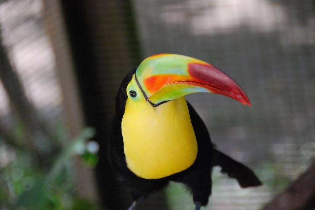 Incubation and Rehabilitation Center