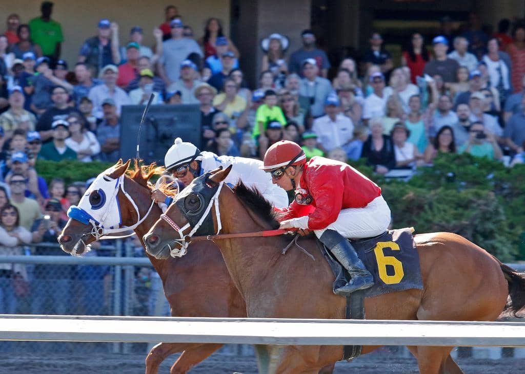 Corgi Races & Fun Days
