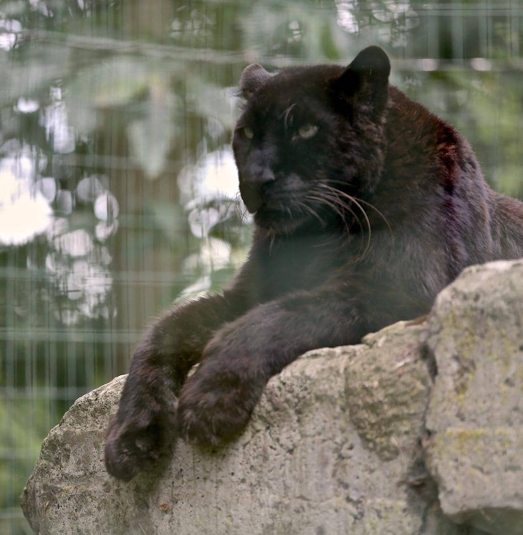 Monkey & Gibbon Boardwalks