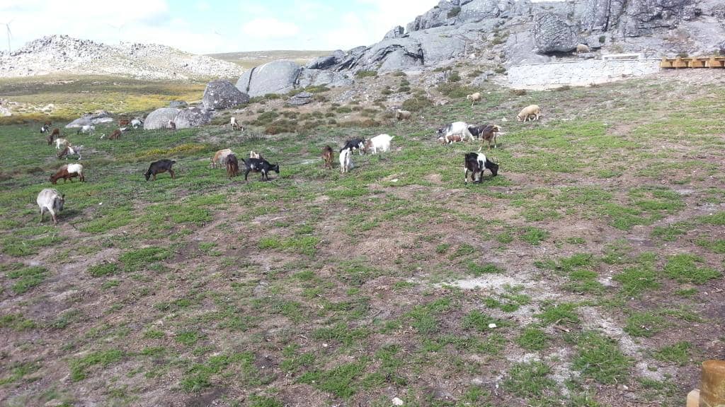Pedras Parideiras