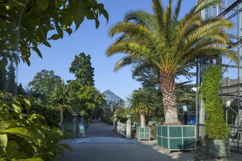 Leucocasia Gigantea 'Thai Giant'