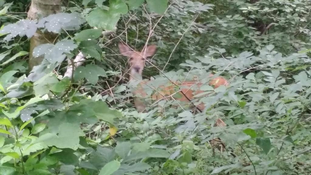 Pennypack Creek Trail