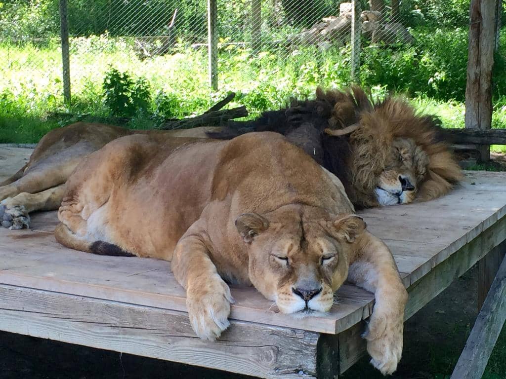 Black Bears & Wolves