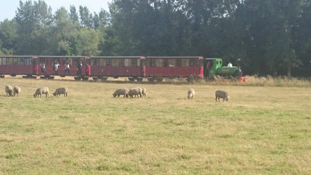 Traction Engines & Vintage Machinery