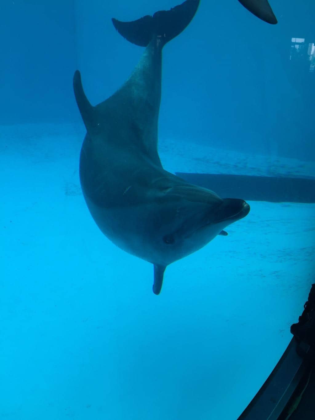 Classic Amusement Rides