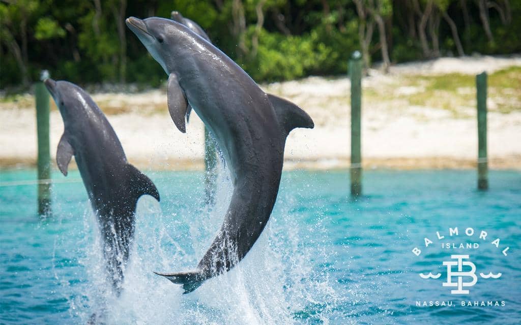 Stingray Encounter