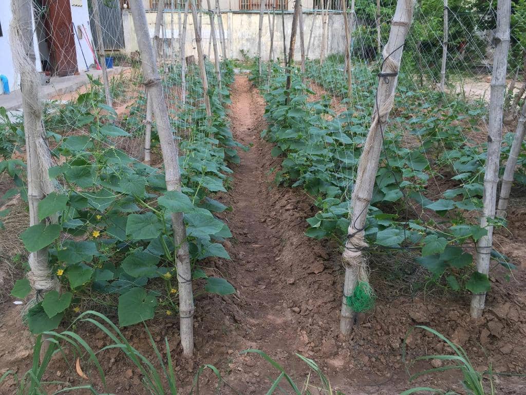 Farm-to-Table Freshness