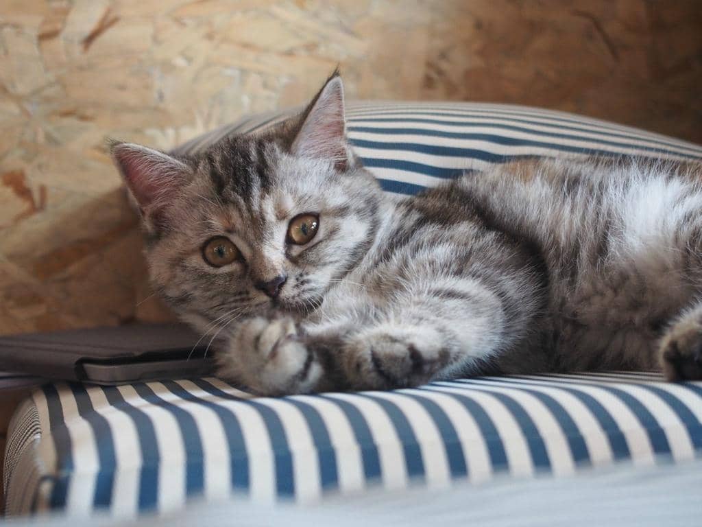 Kitten Playtime