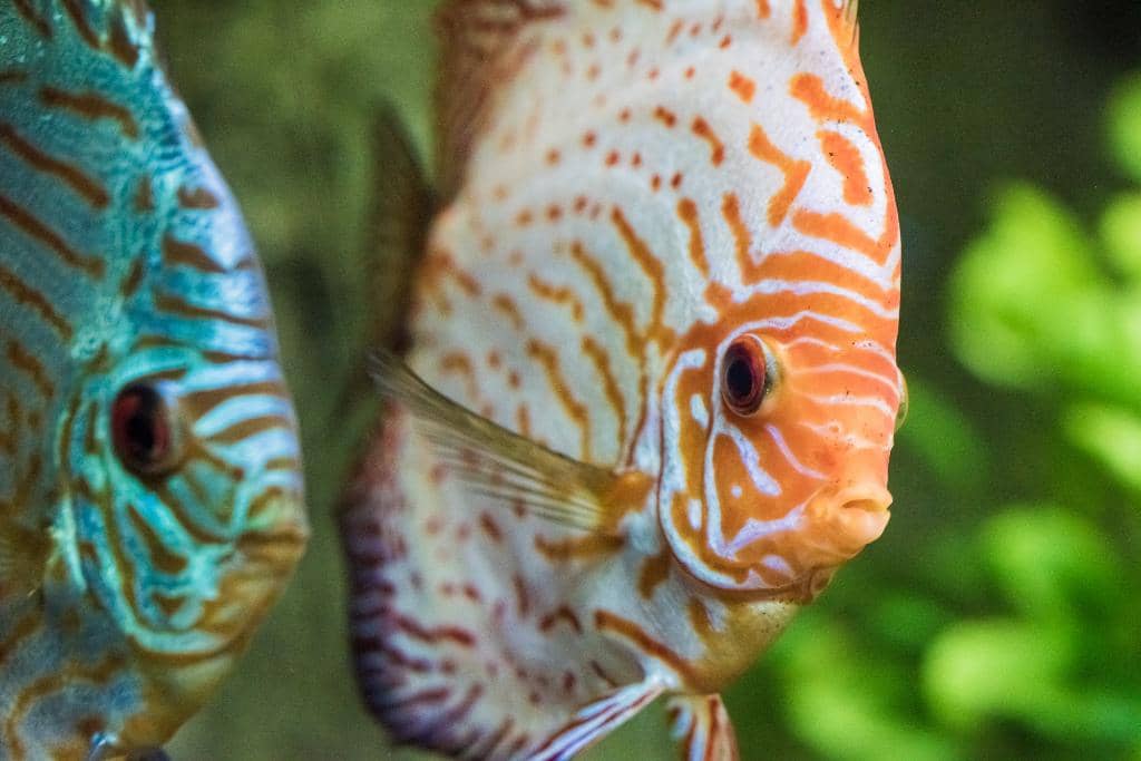 Tropical and Saltwater Worlds