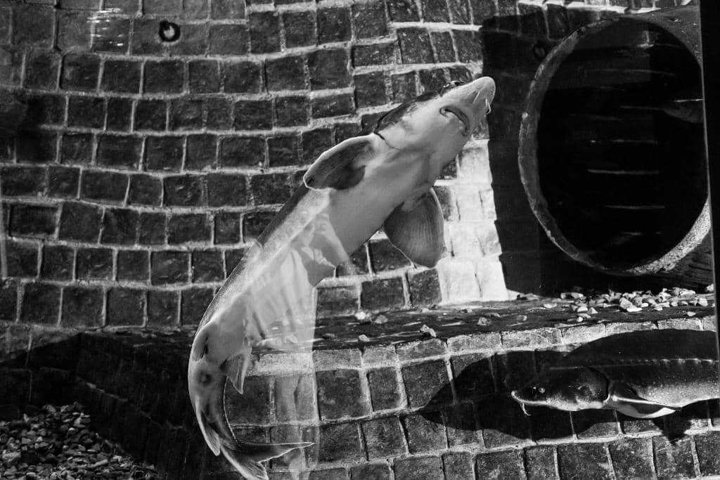 Loire River Ecosystem