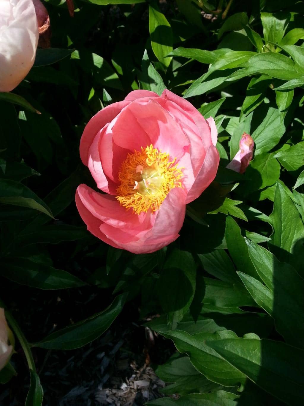 Tranquil Water Features
