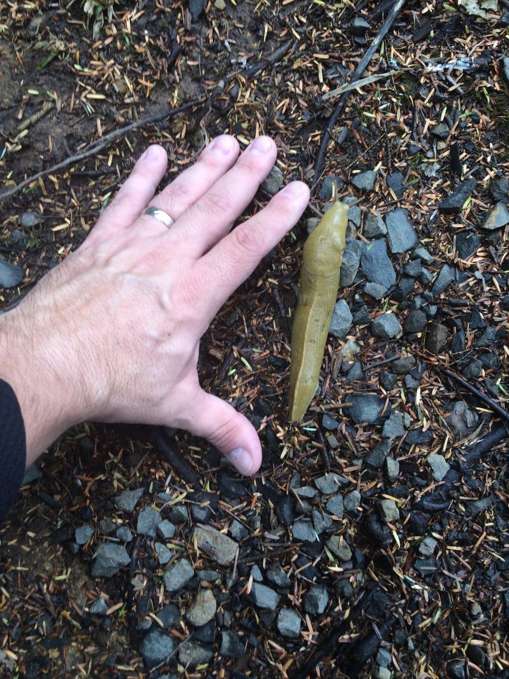 Banana Slug Spotting