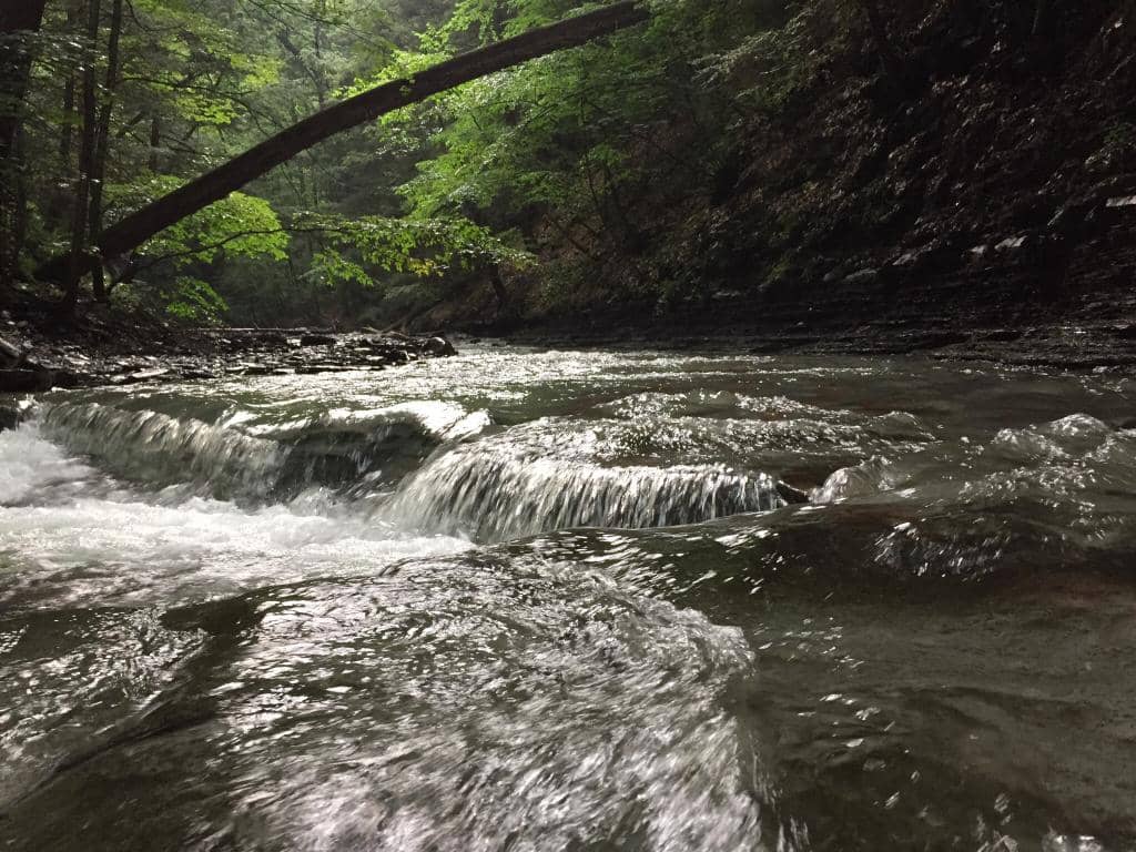 Fossil-Rich Shale Formations